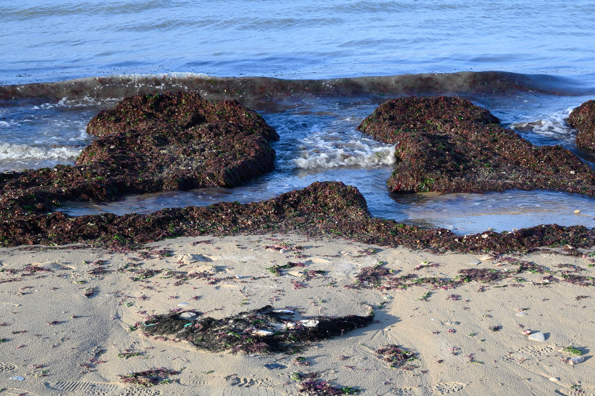Seaweed, Utah Beach