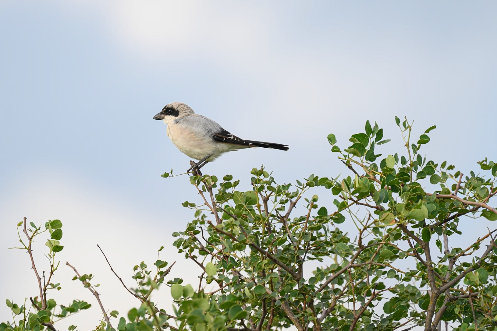 Lesser Grey Shrike