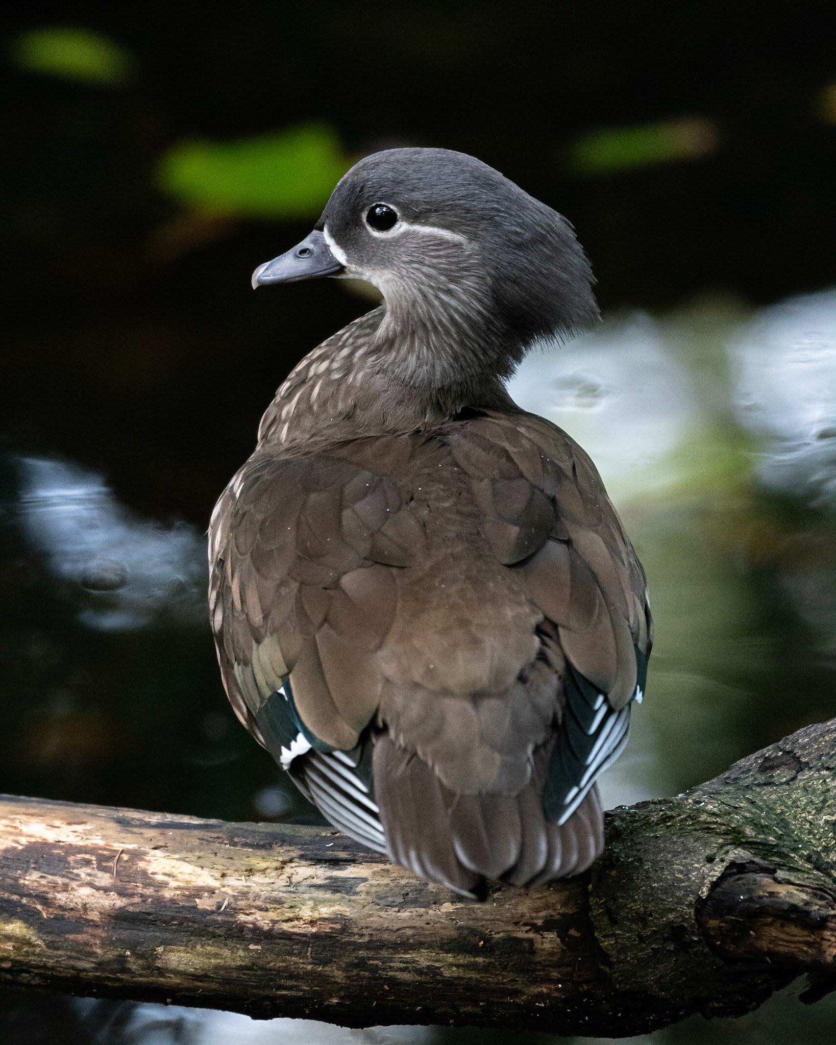 Mandarin Duck (female)