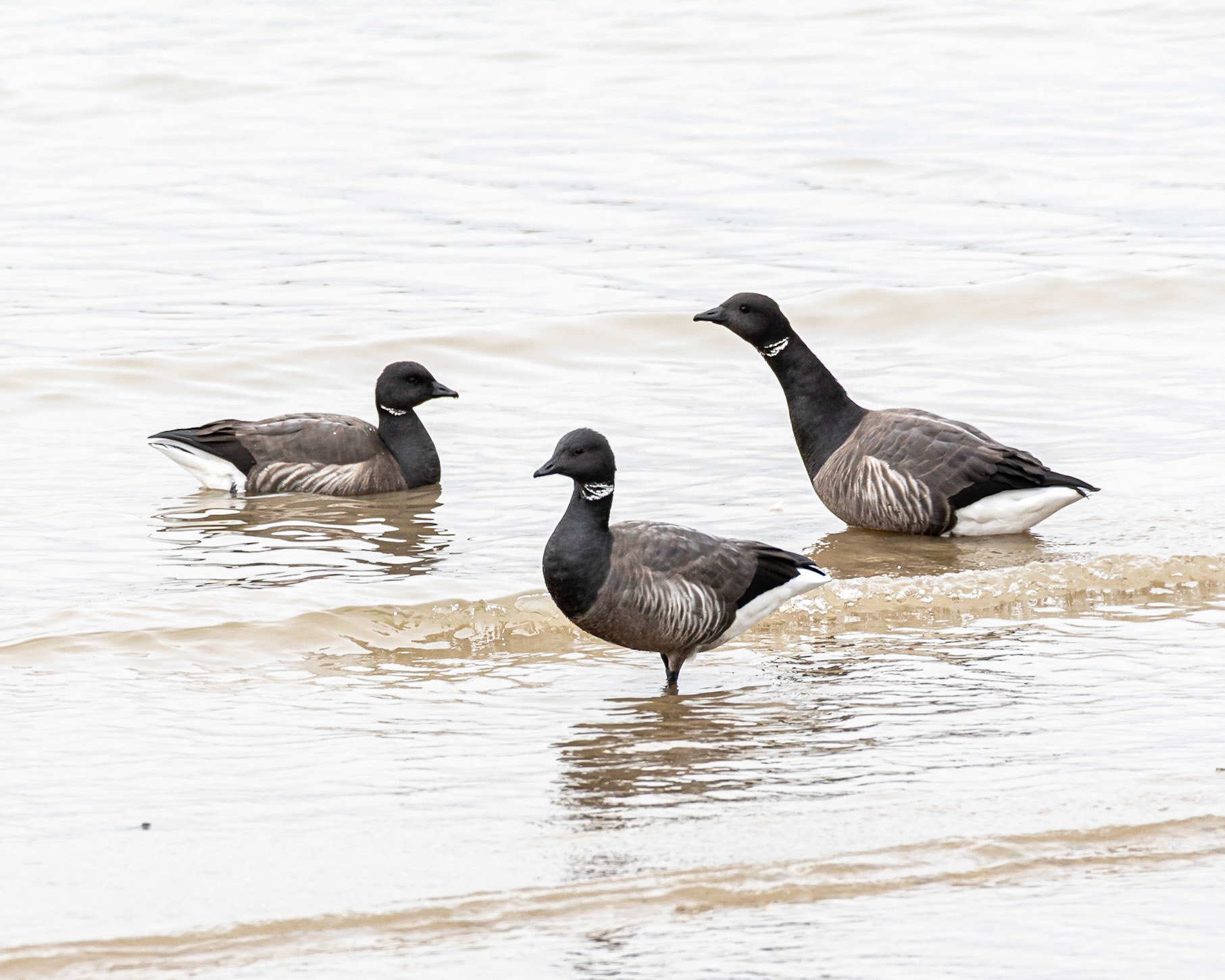 Brent Geese
