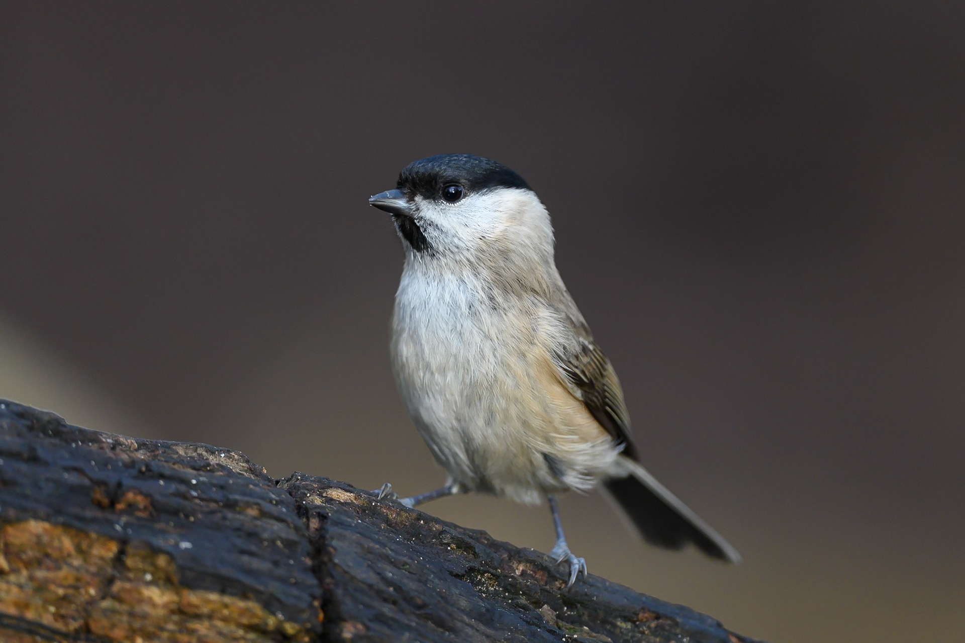 Marsh Tit