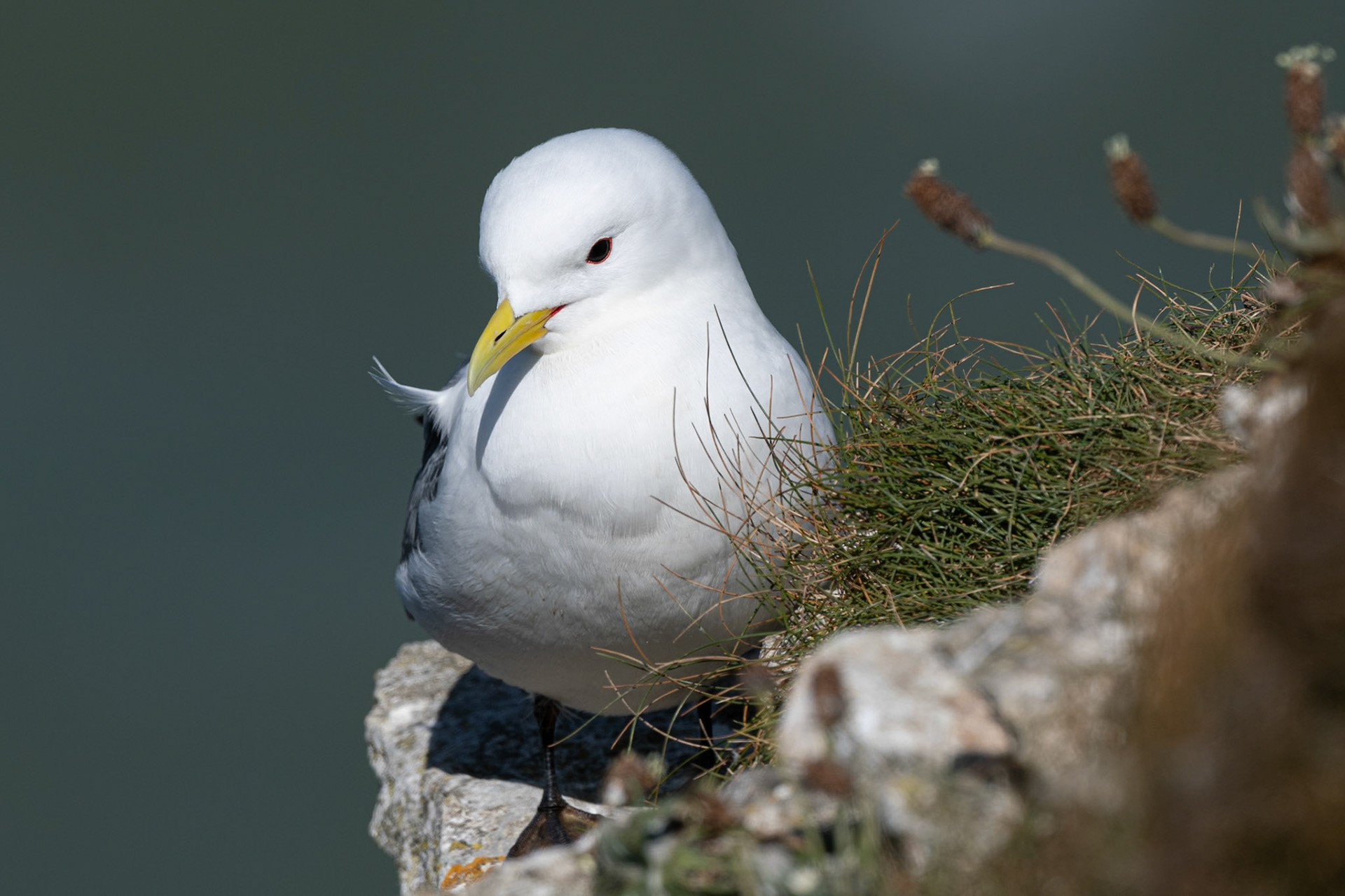 Kittiwake