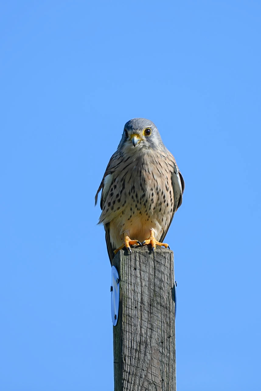 Kestrel