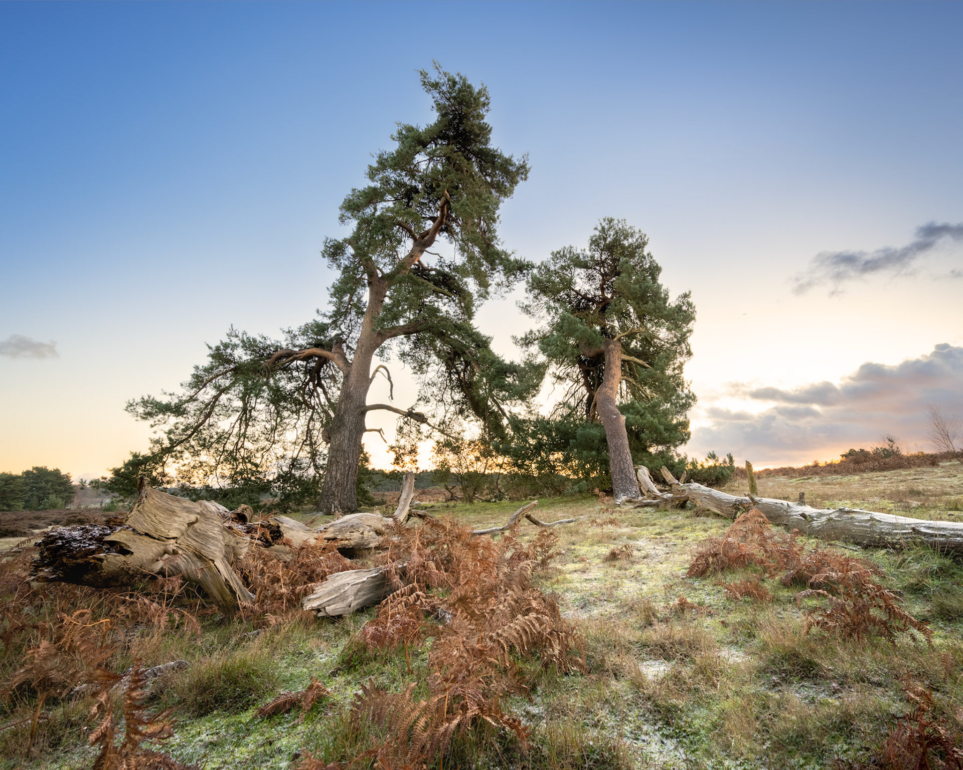 Sutton Heath