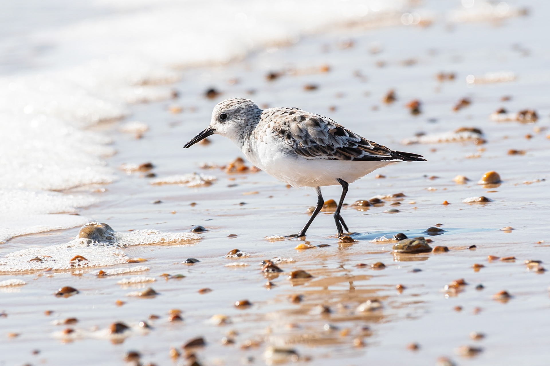 Sanderling