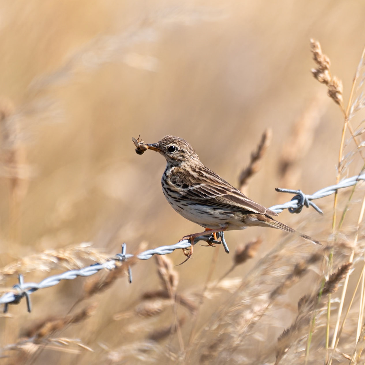 Meadow Pipit