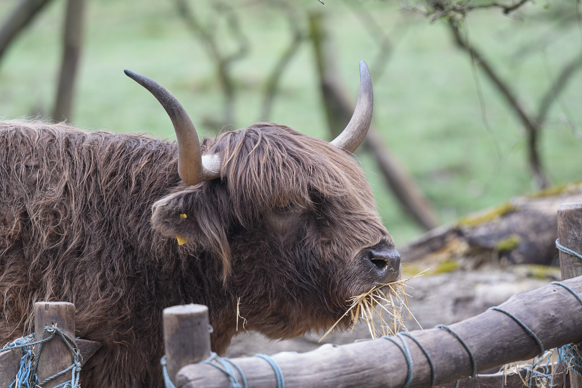 Highland Cow