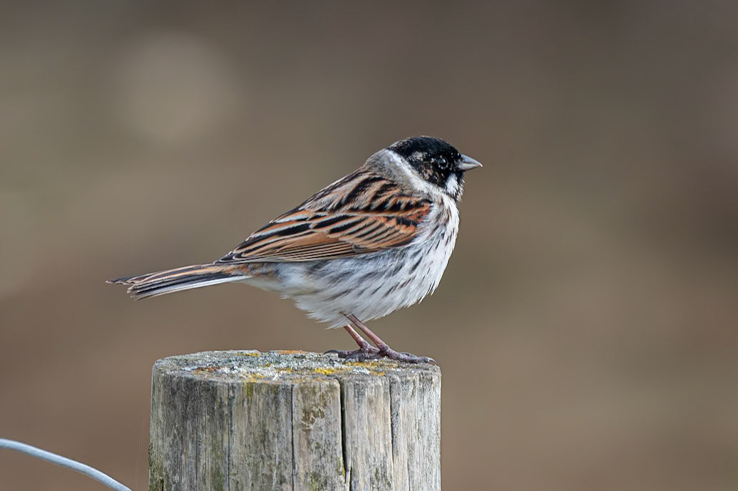 Reed Bunting