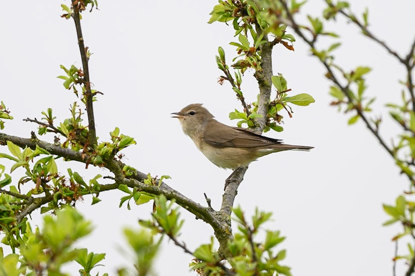 Garden Warbler