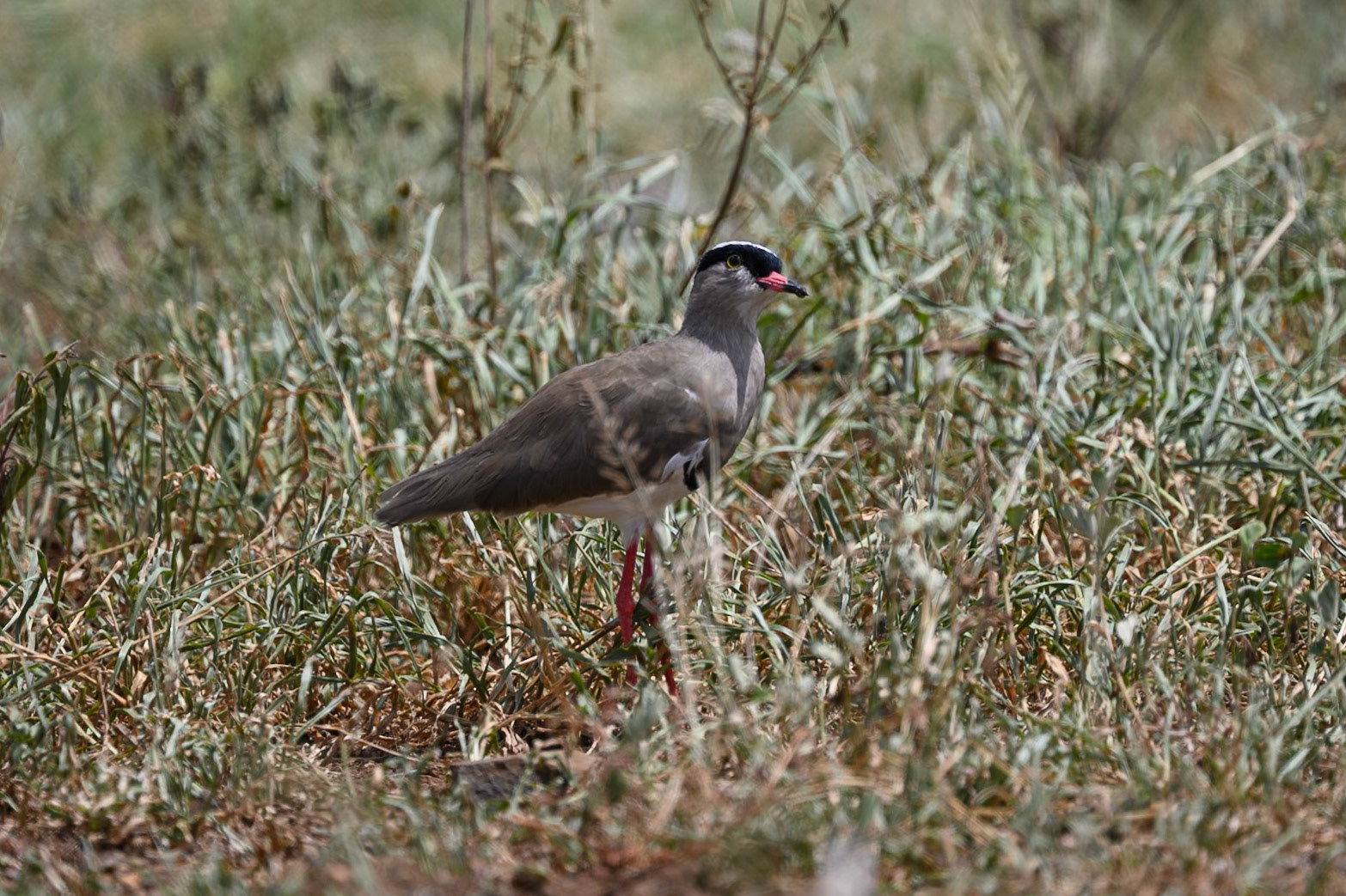Crowned Lapwing
