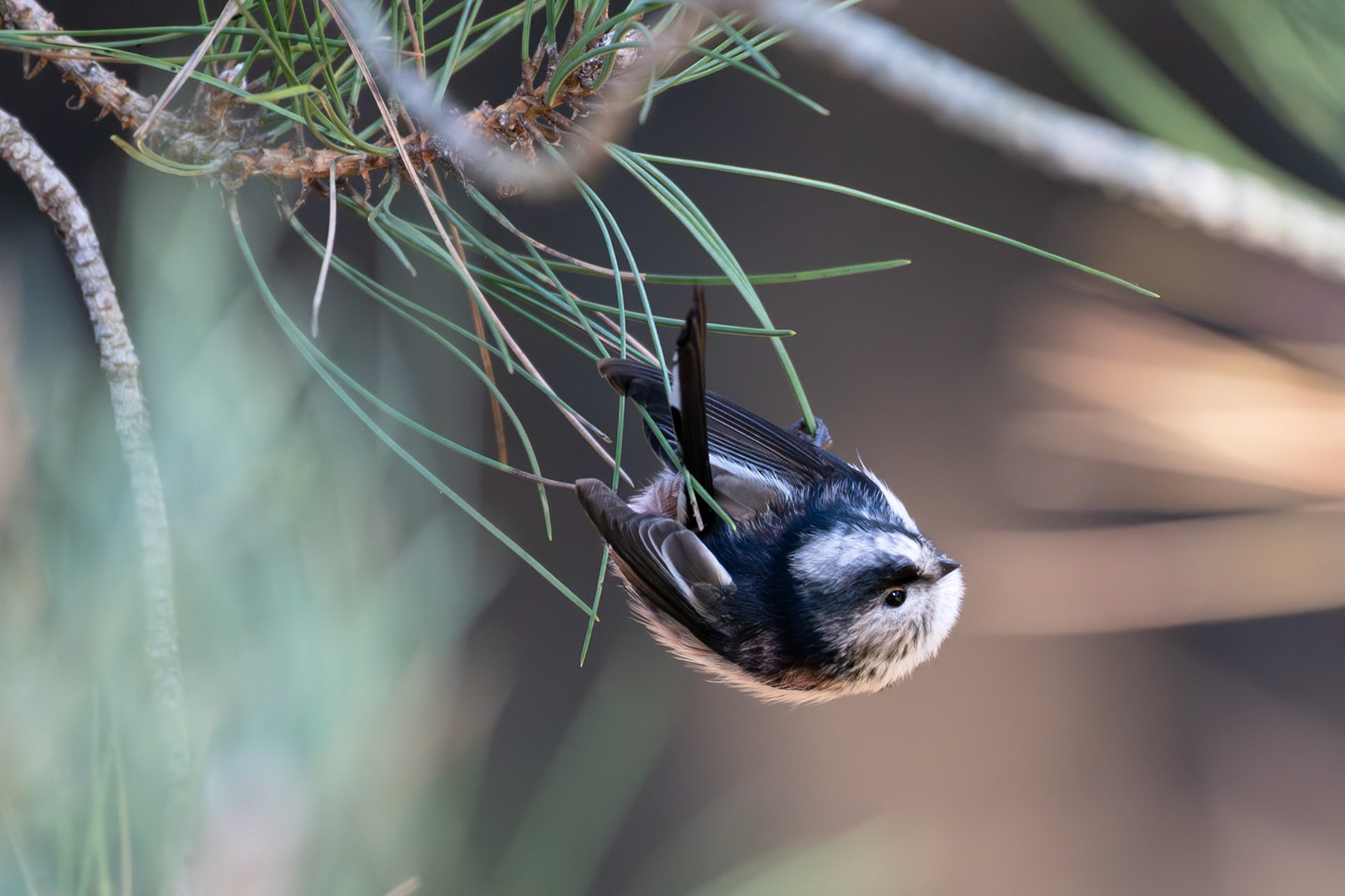 Long-tailed Tit
