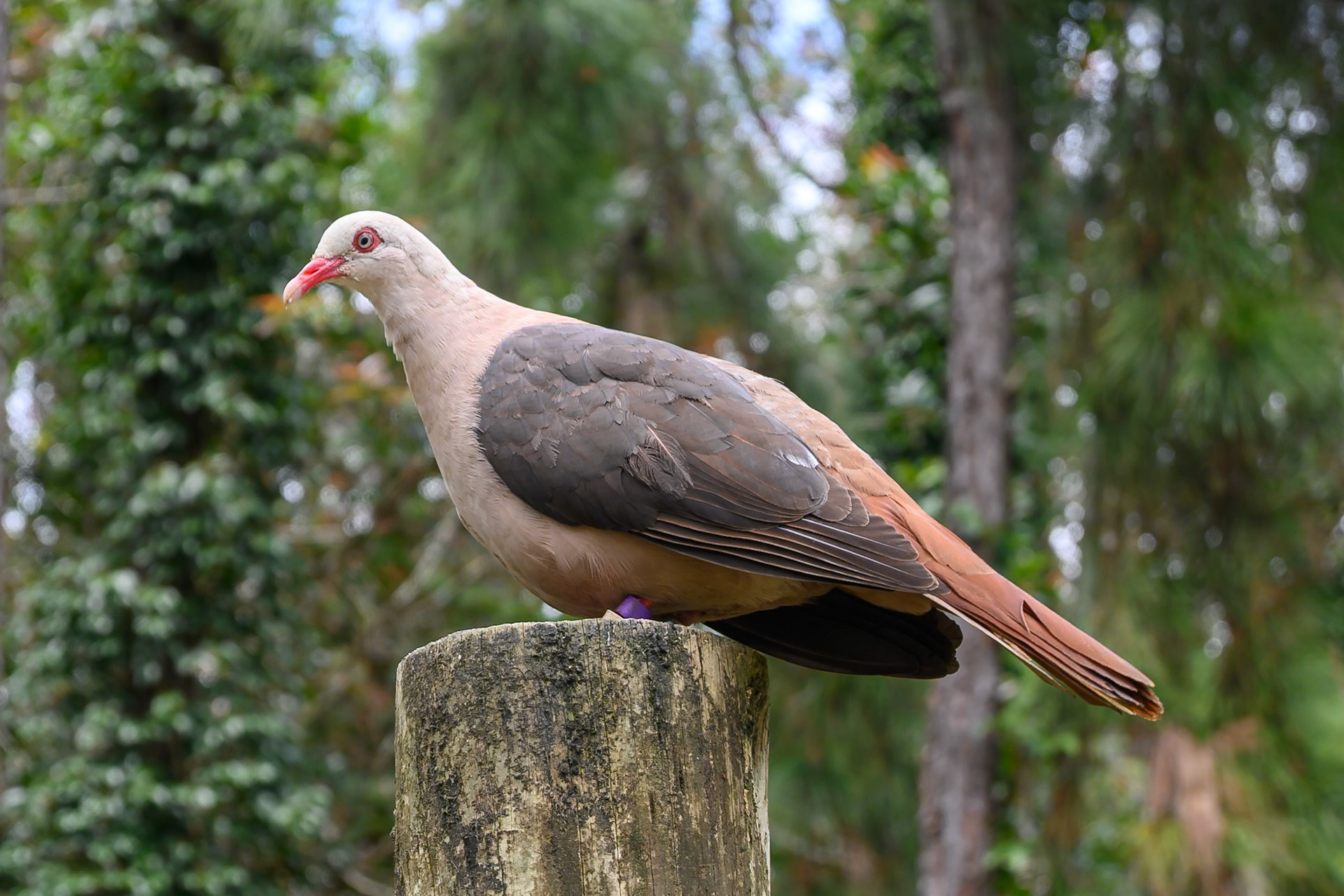 Pink Pigeon (Mauritius)