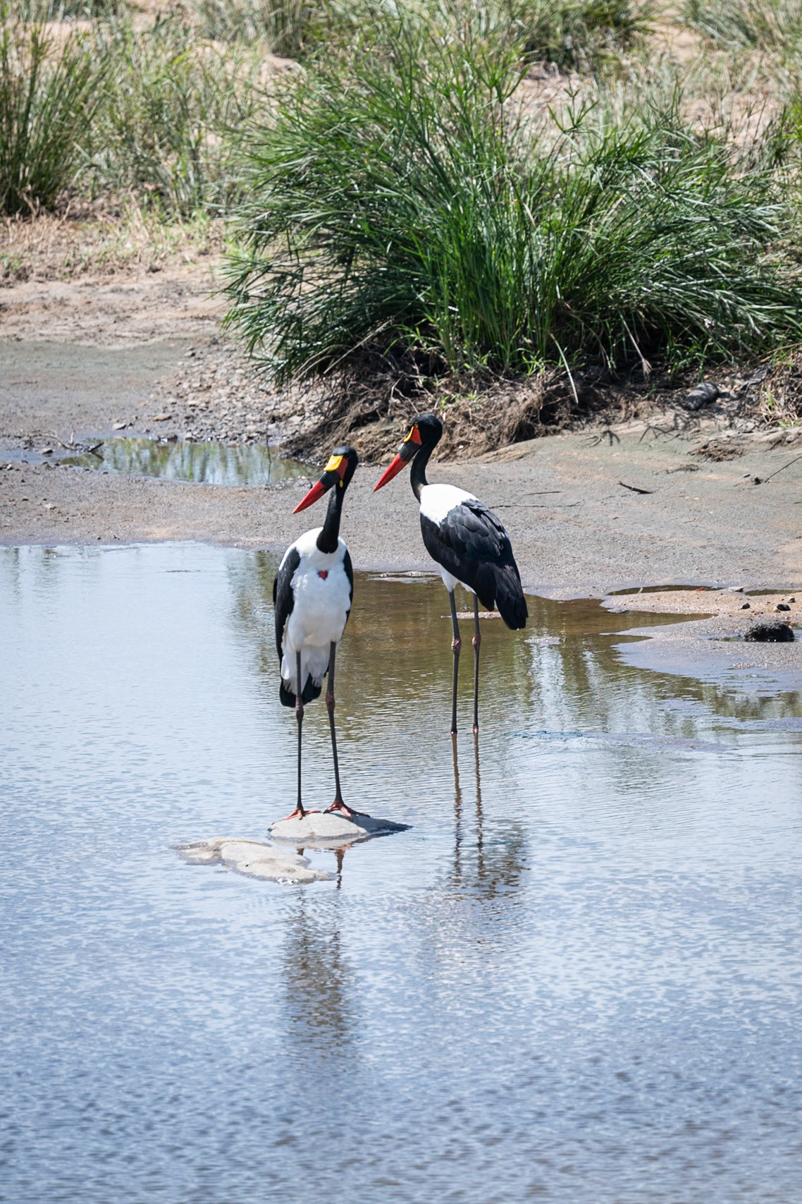 Saddle-billed Stork