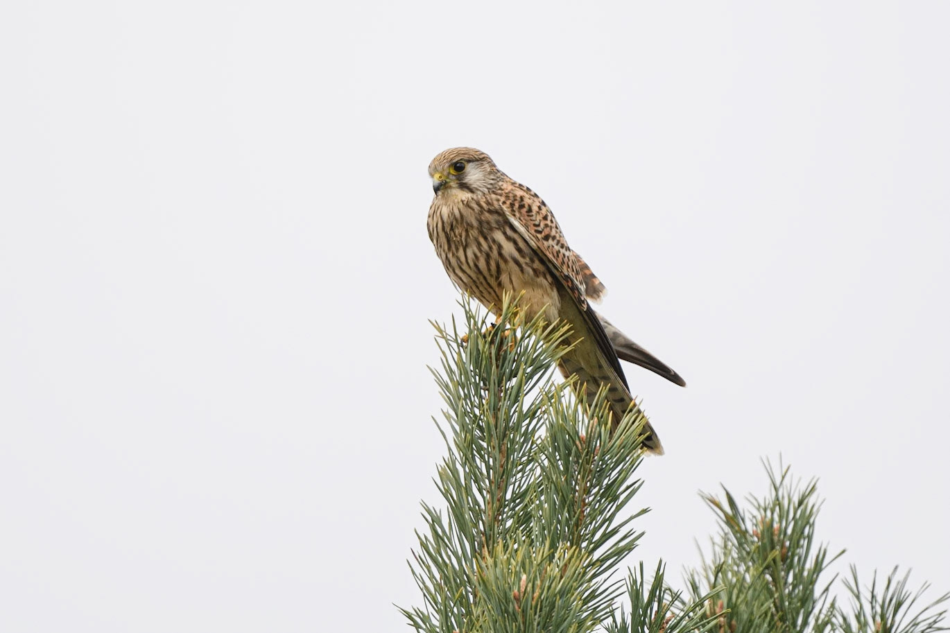 Kestrel