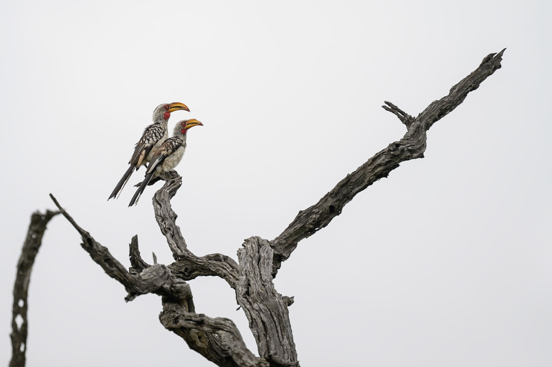 Southern Yellow Billed Hornbill