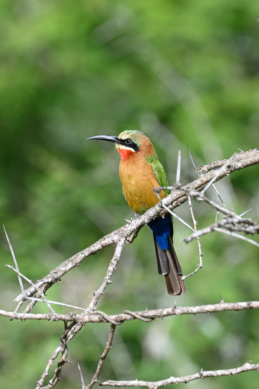 White-fronted Bee-eater