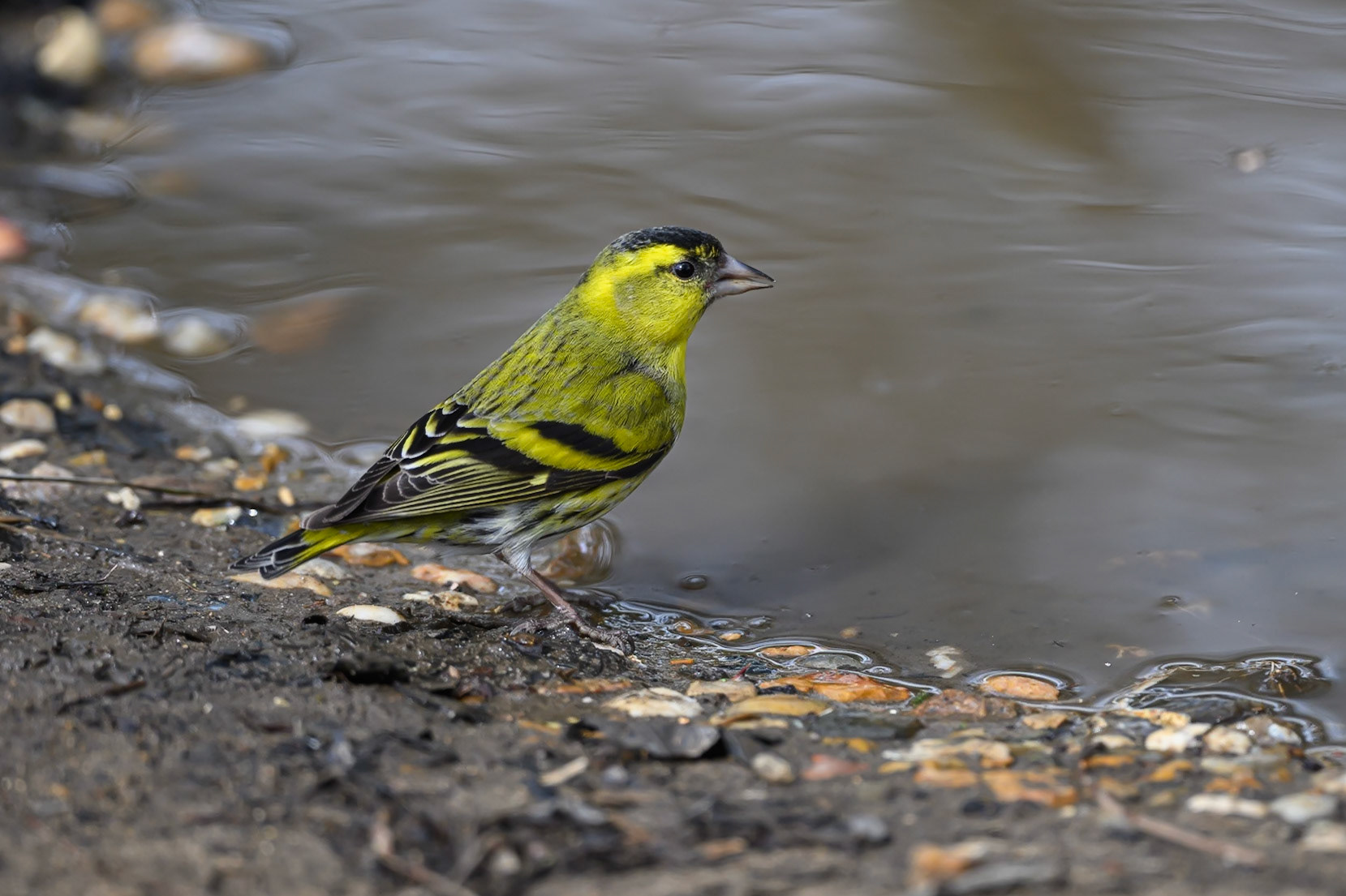 Siskin