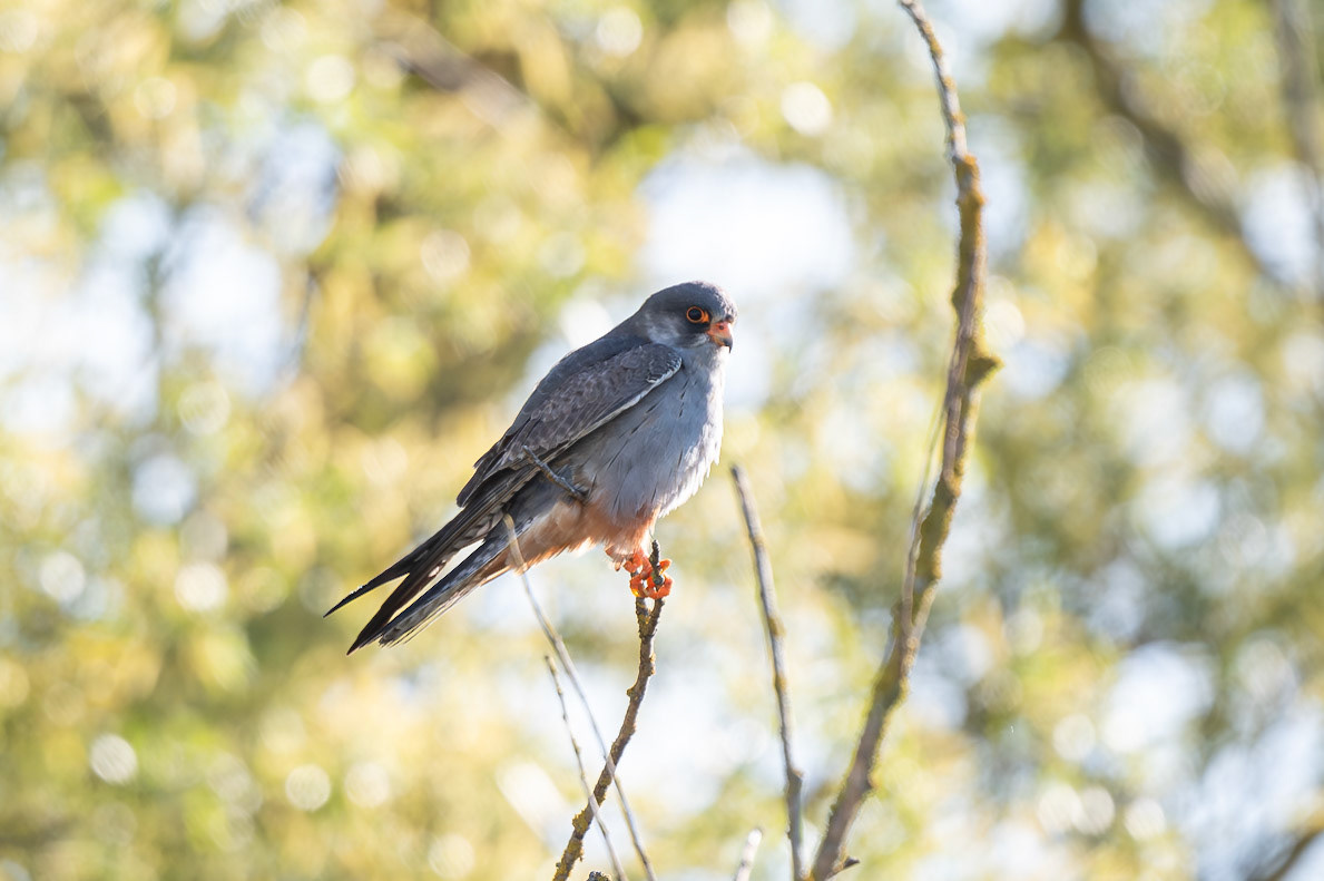 Red-footed Falcon