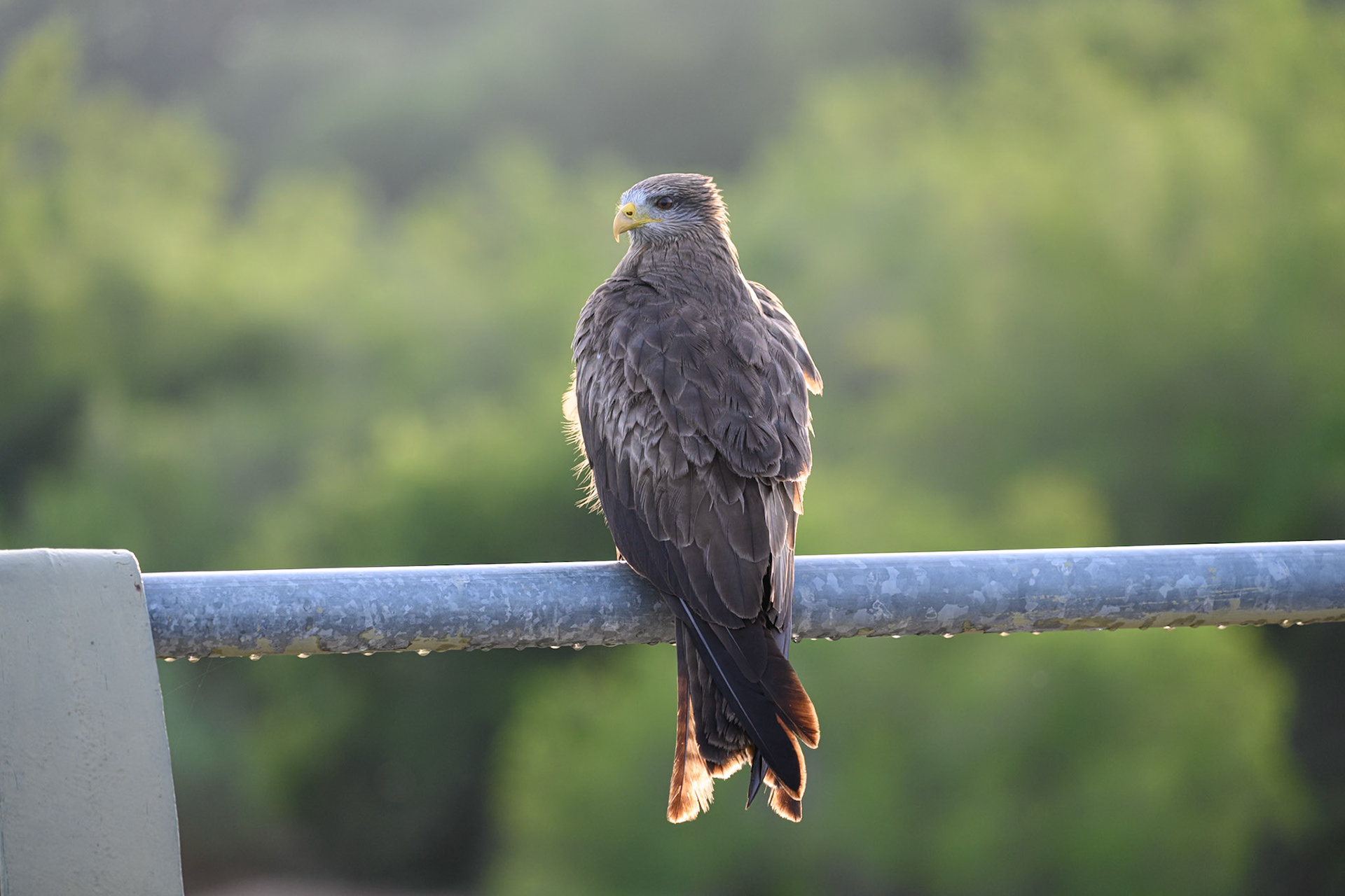 Black Kite