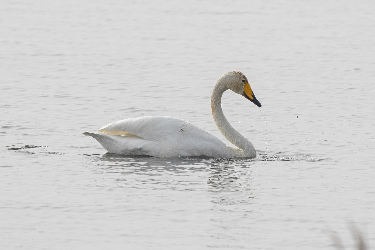 Whooper Swan