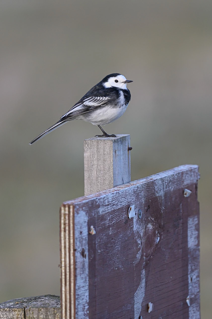 Pied Wagtail