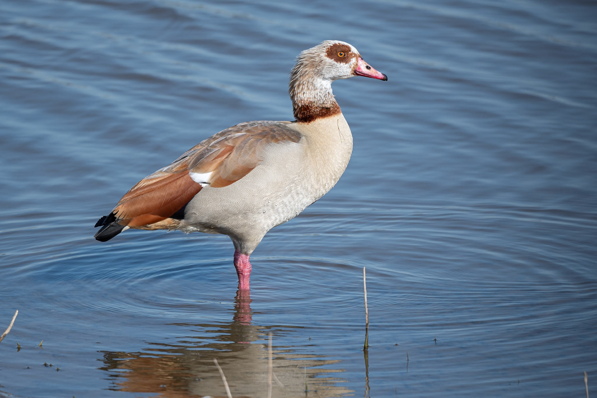 Egyptian Goose