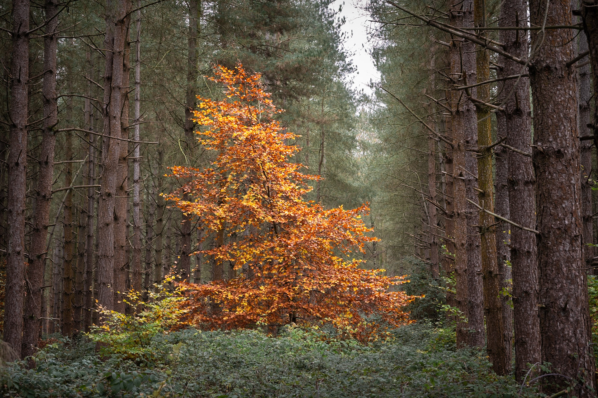 Kings Forest, Thetford