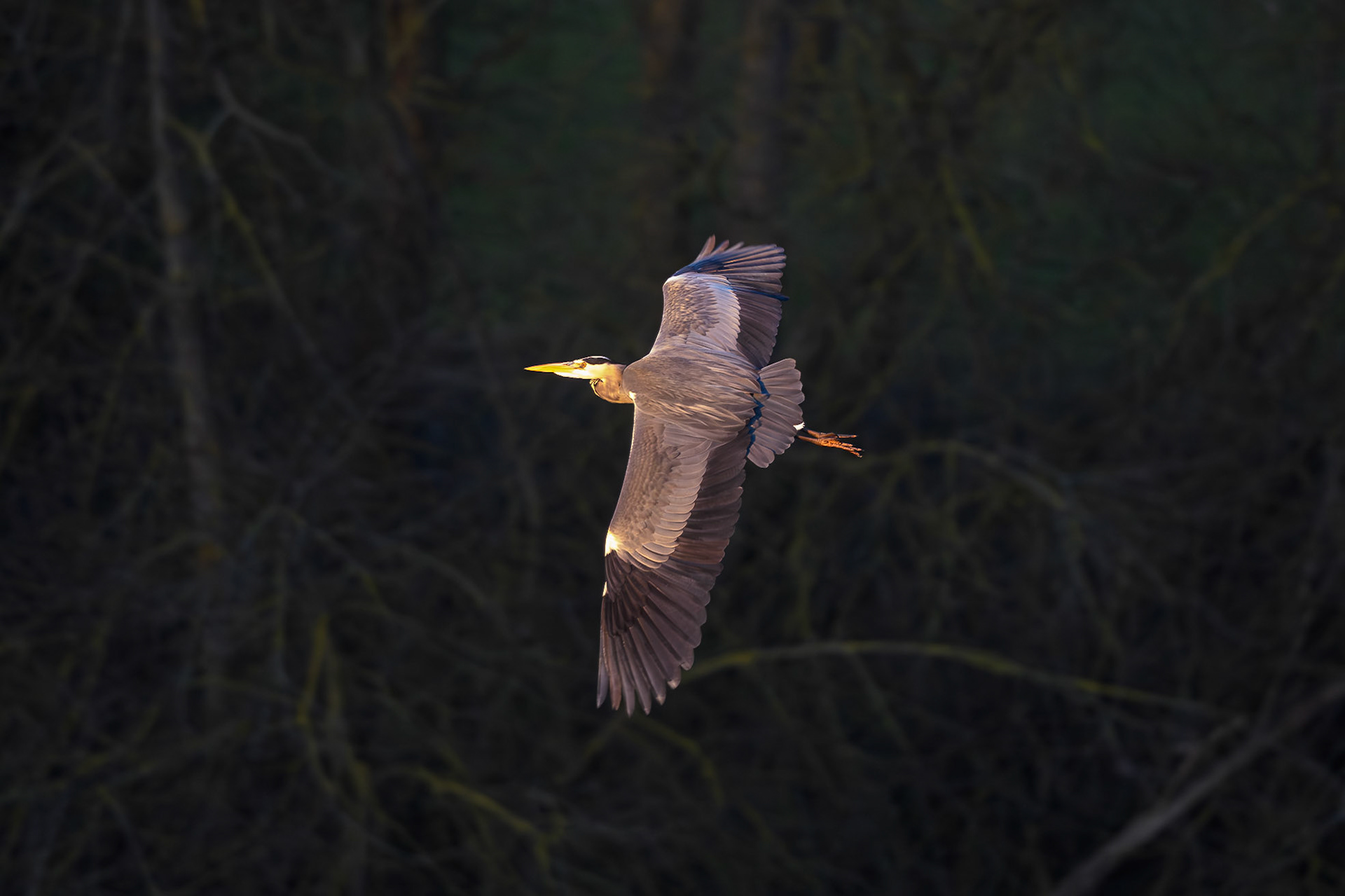 Grey Heron