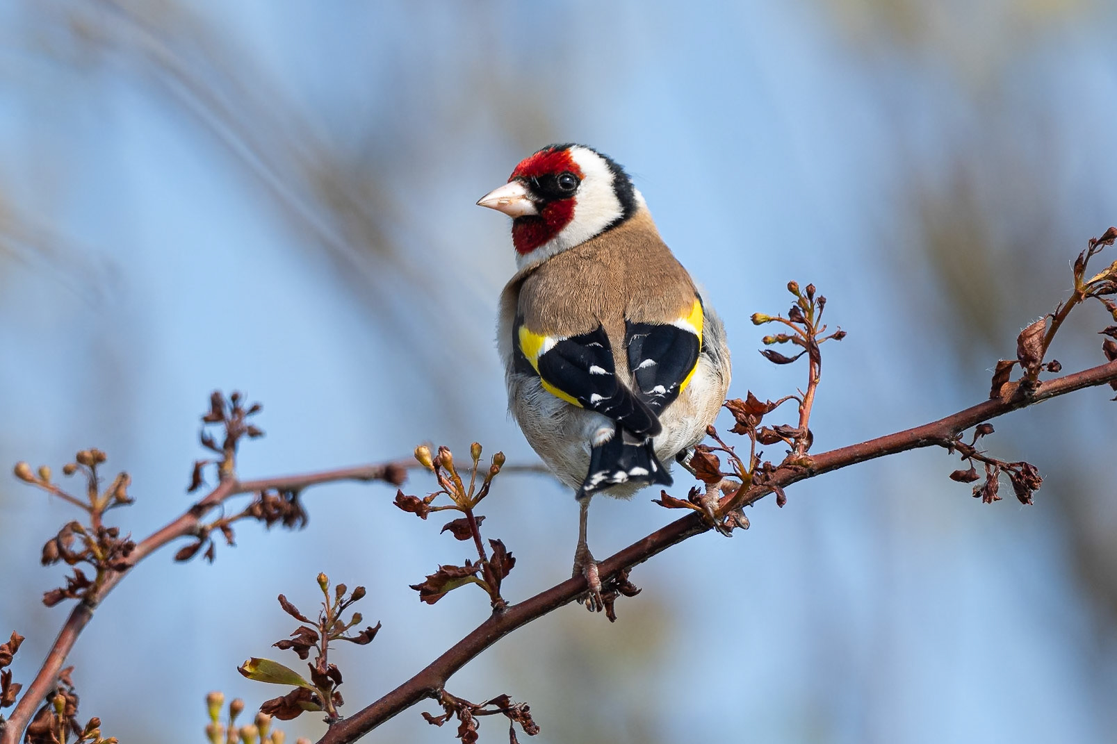 Goldfinch