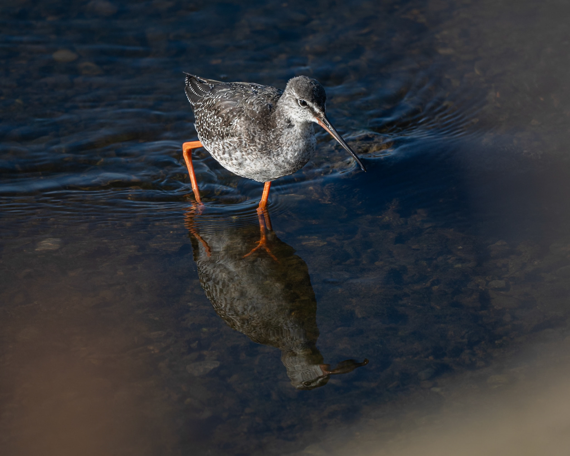 Spotted Redshank