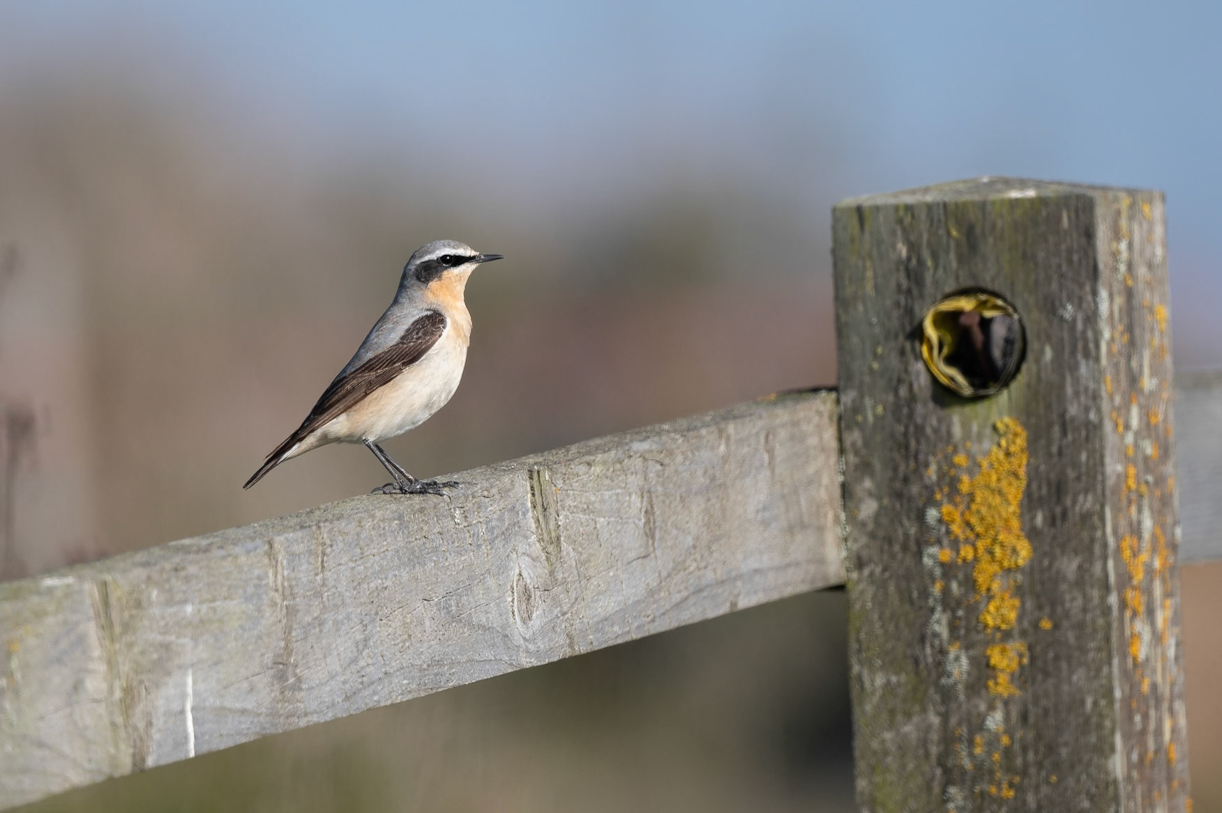 Wheatear