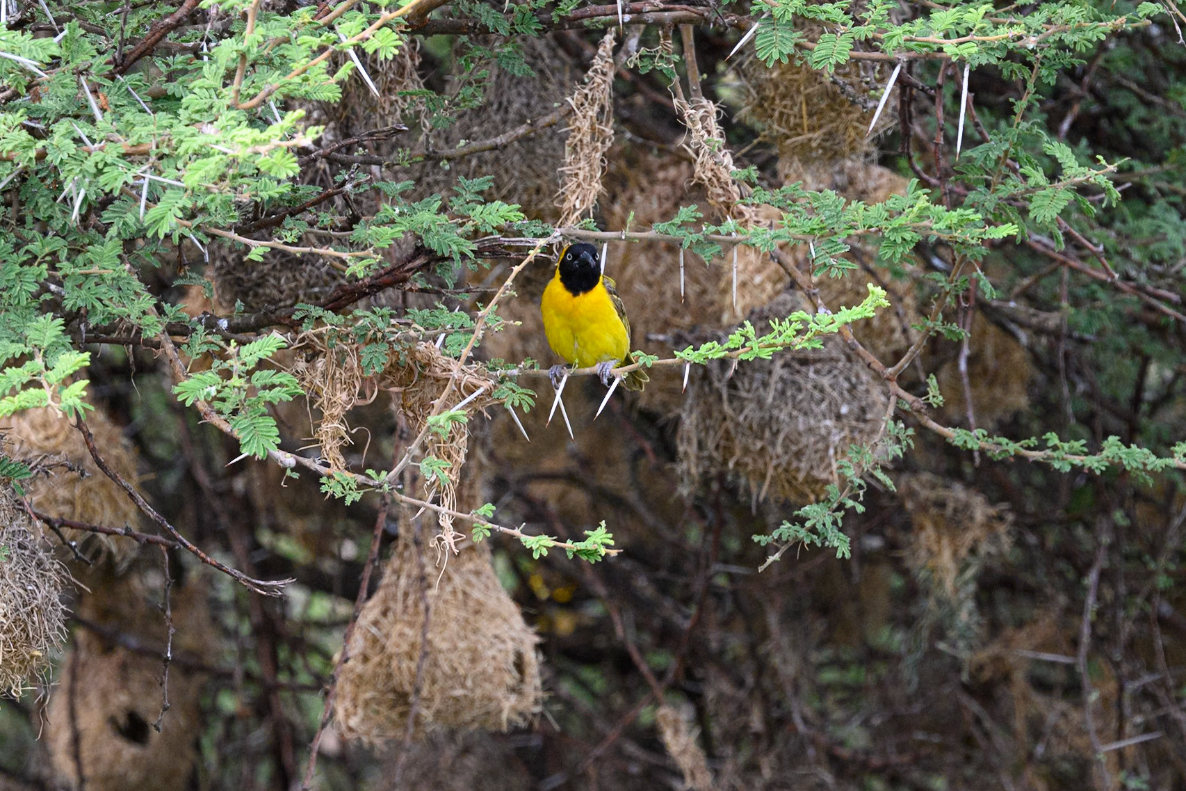 Lesser Masked Weaver