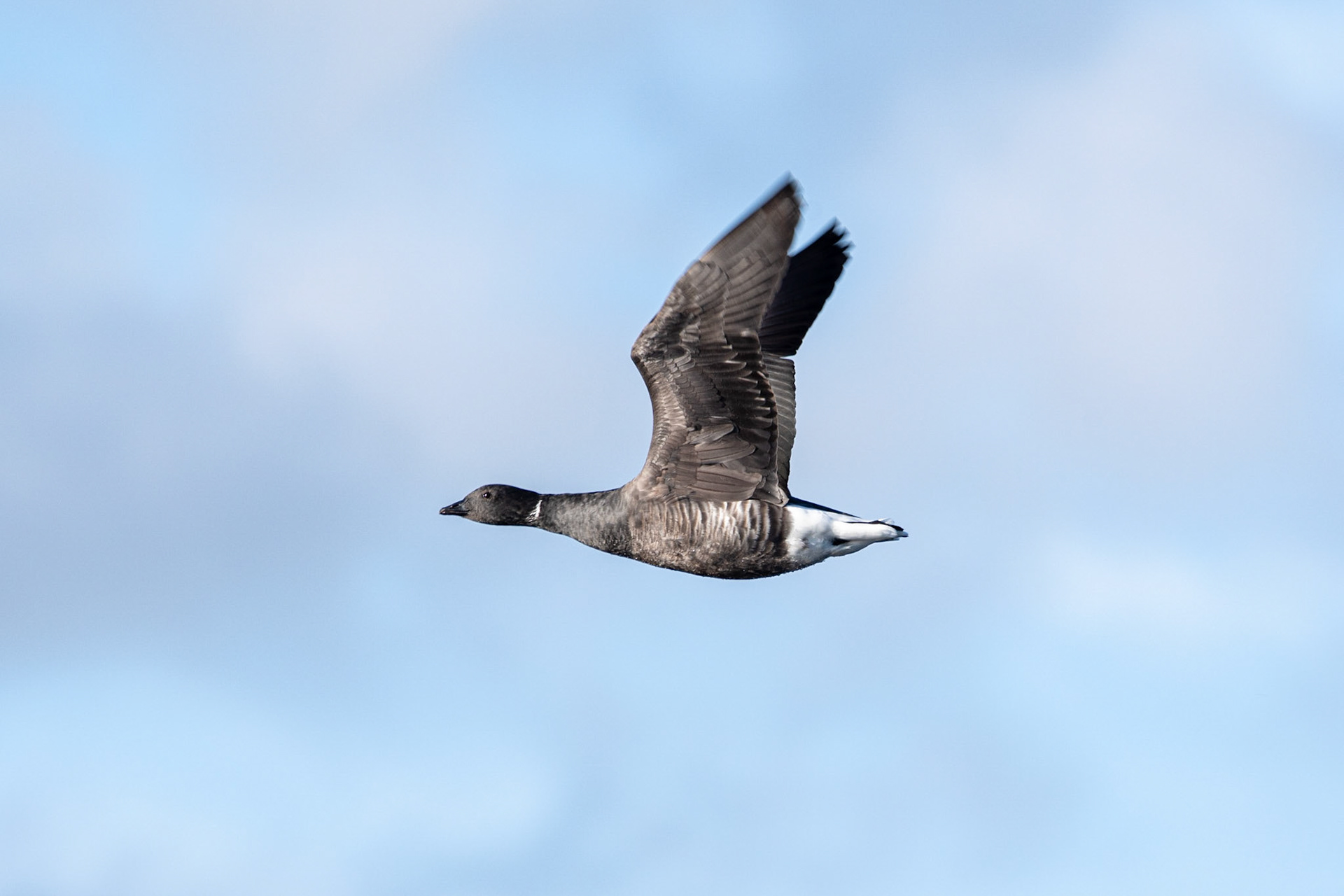 Brent Goose
