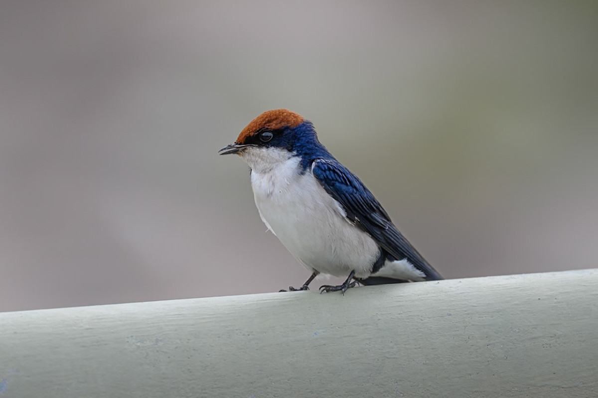 Wire-tailed Swallow