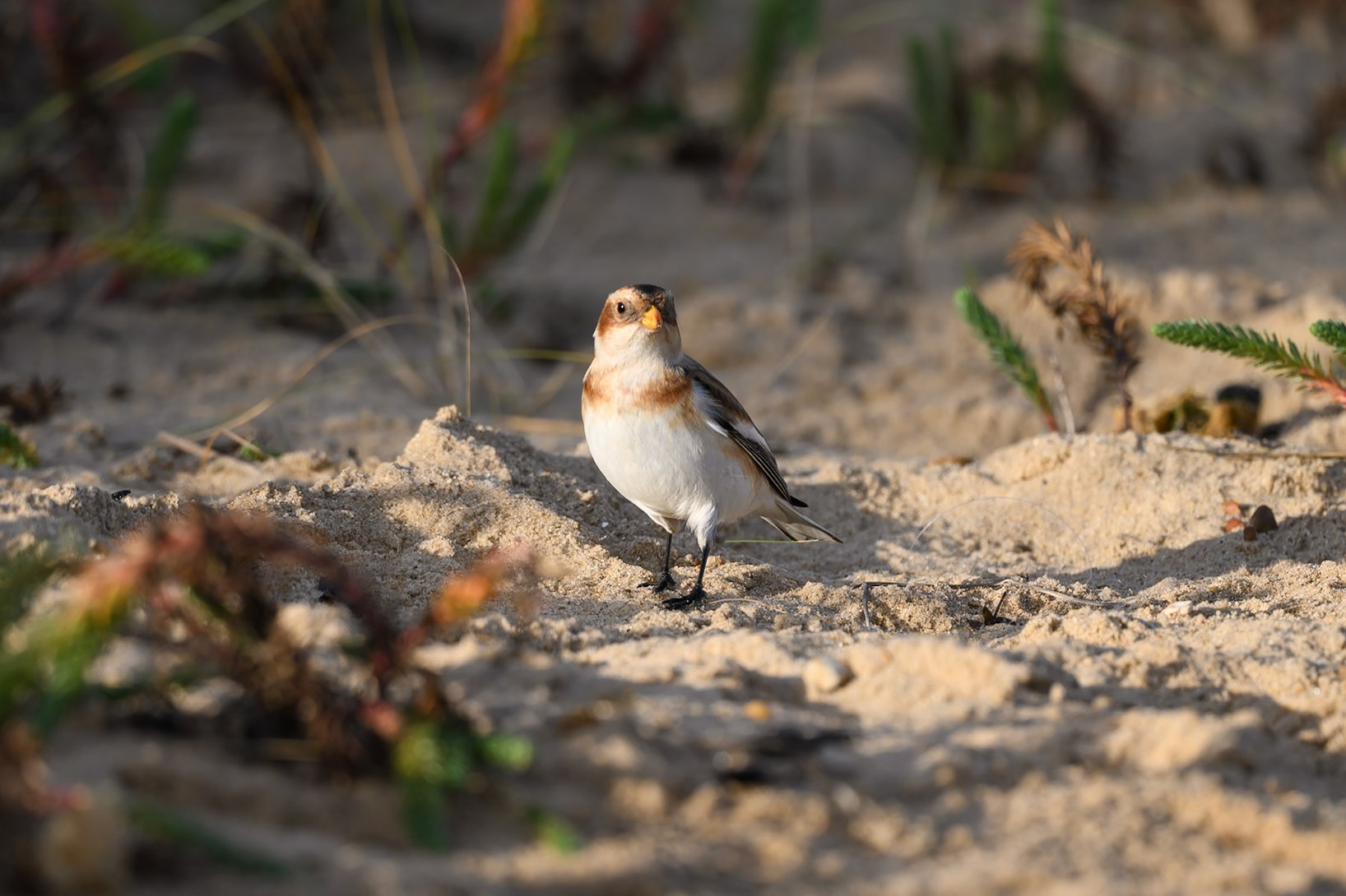 Snow Bunting
