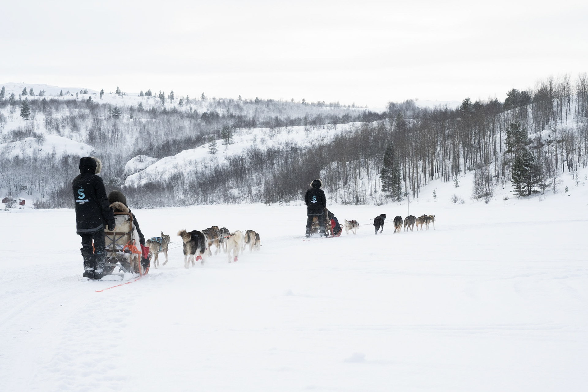 Dog sledding at Kirkenes