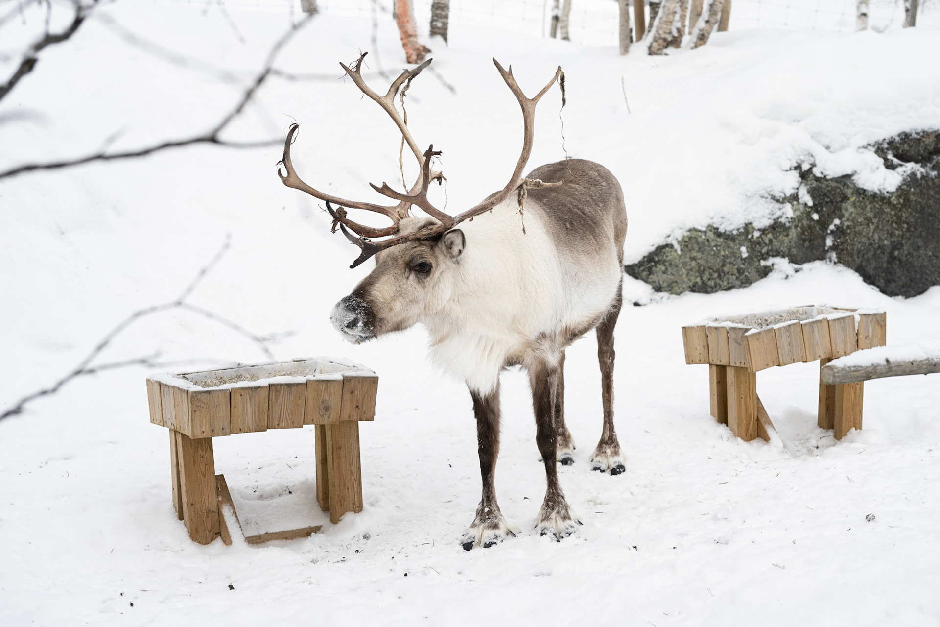Reindeer, Kirkenes