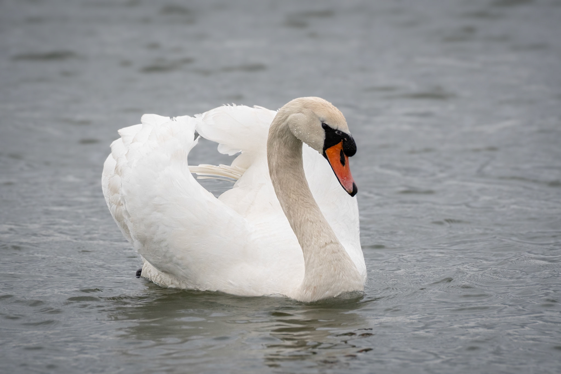 Mute Swan