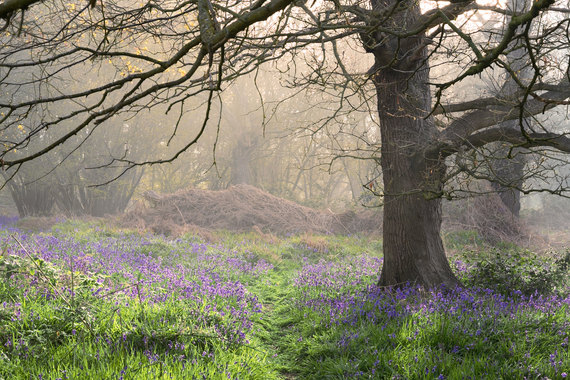 Bluebells, The Lairs