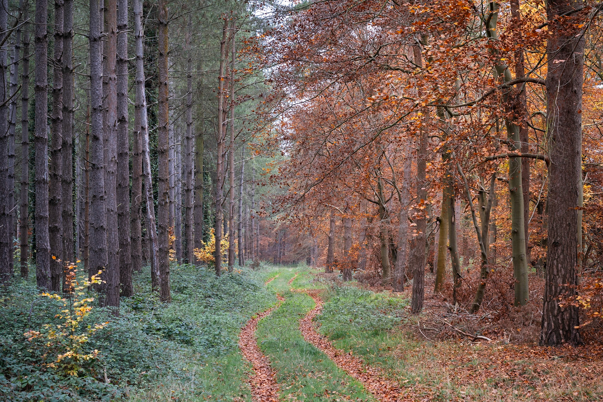 Kings Forest, Thetford