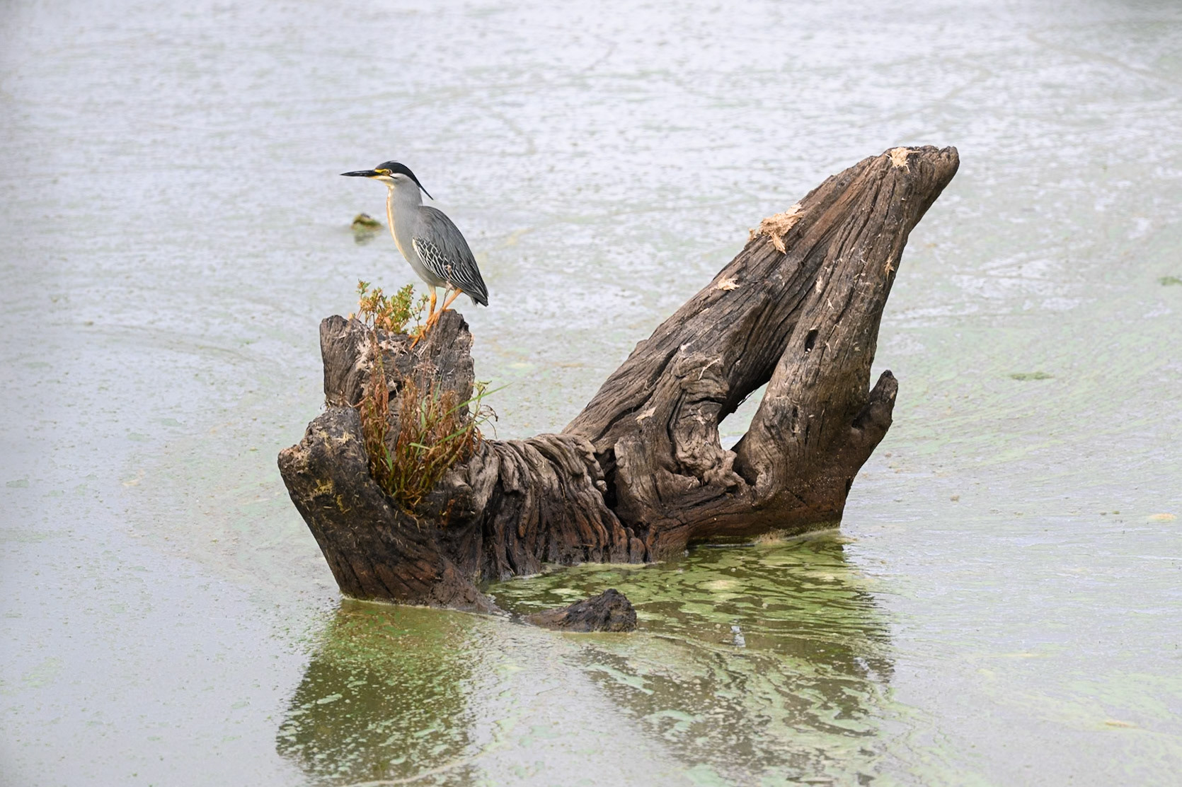 Green-backed Heron