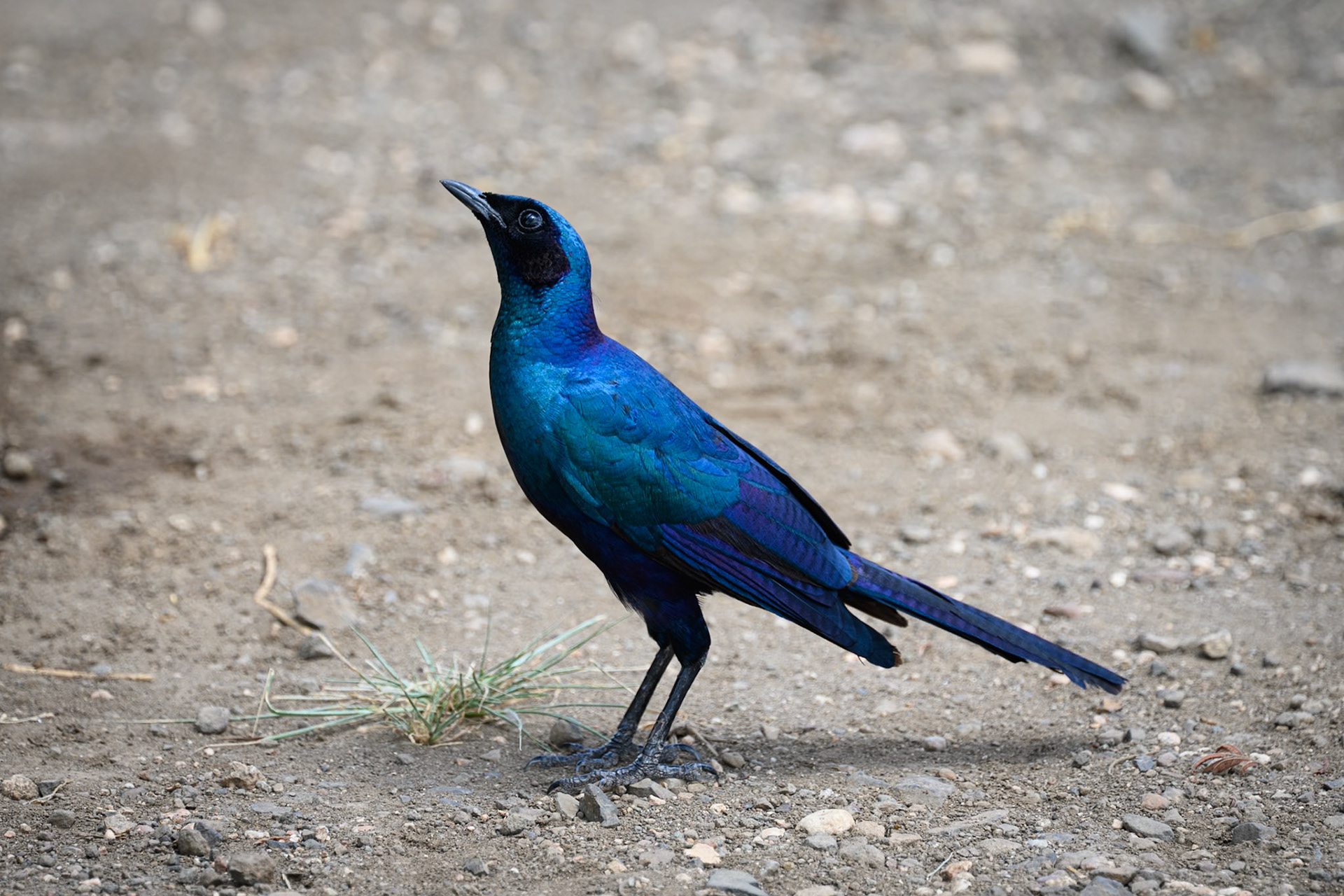 Burchell's Starling
