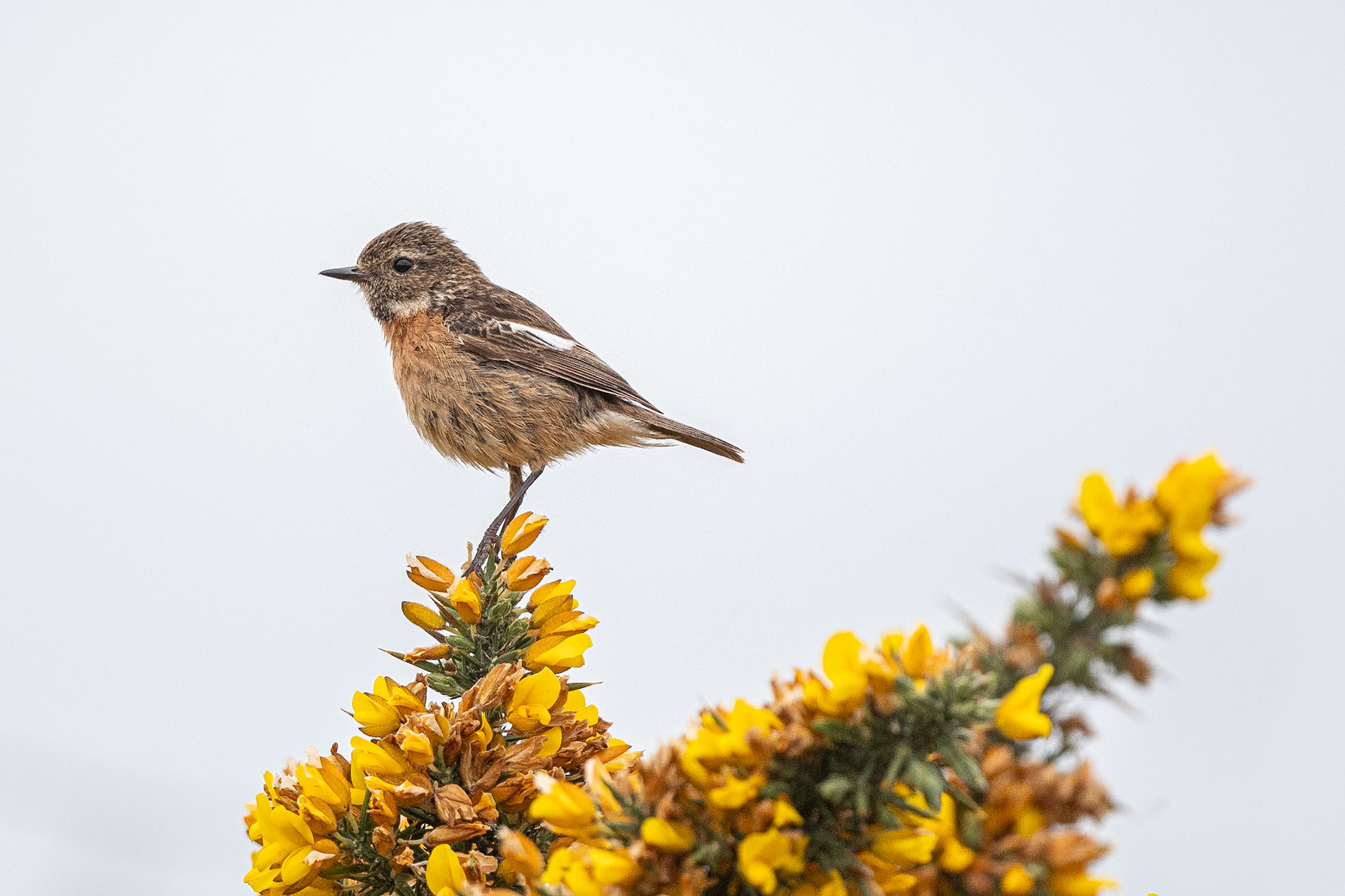 Stonechat (female)