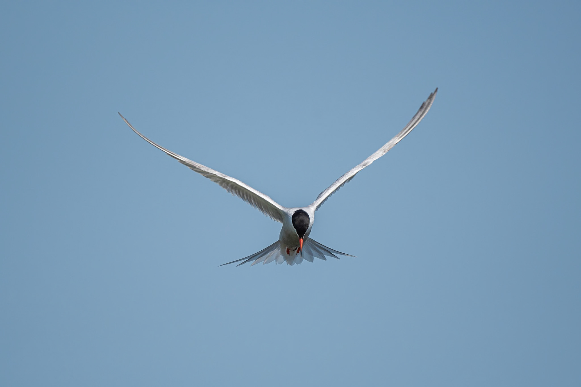 Common Tern
