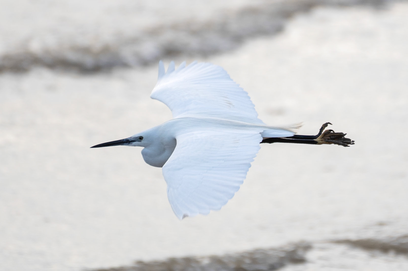 Little Egret