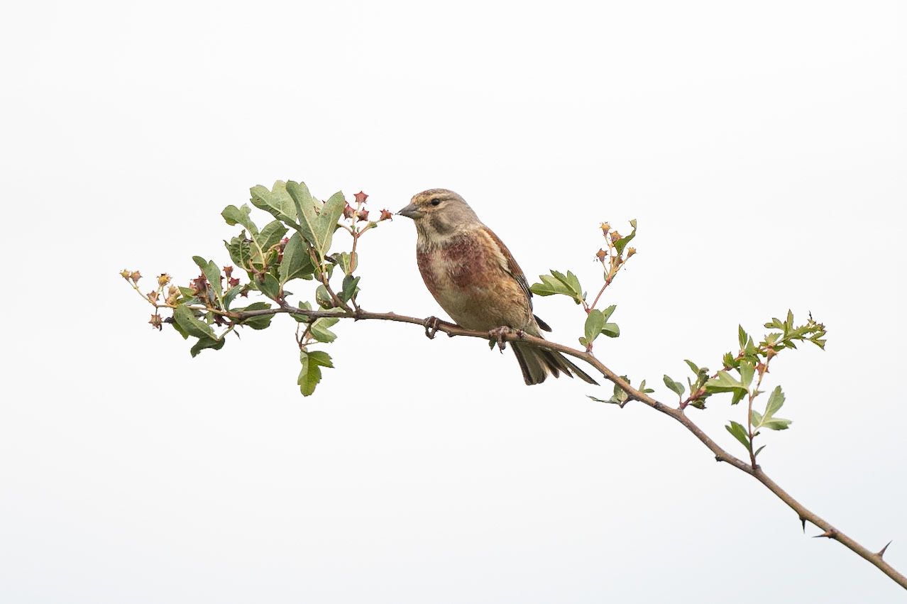 Linnet
