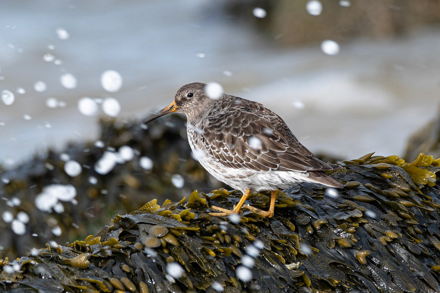 Purple Sandpiper