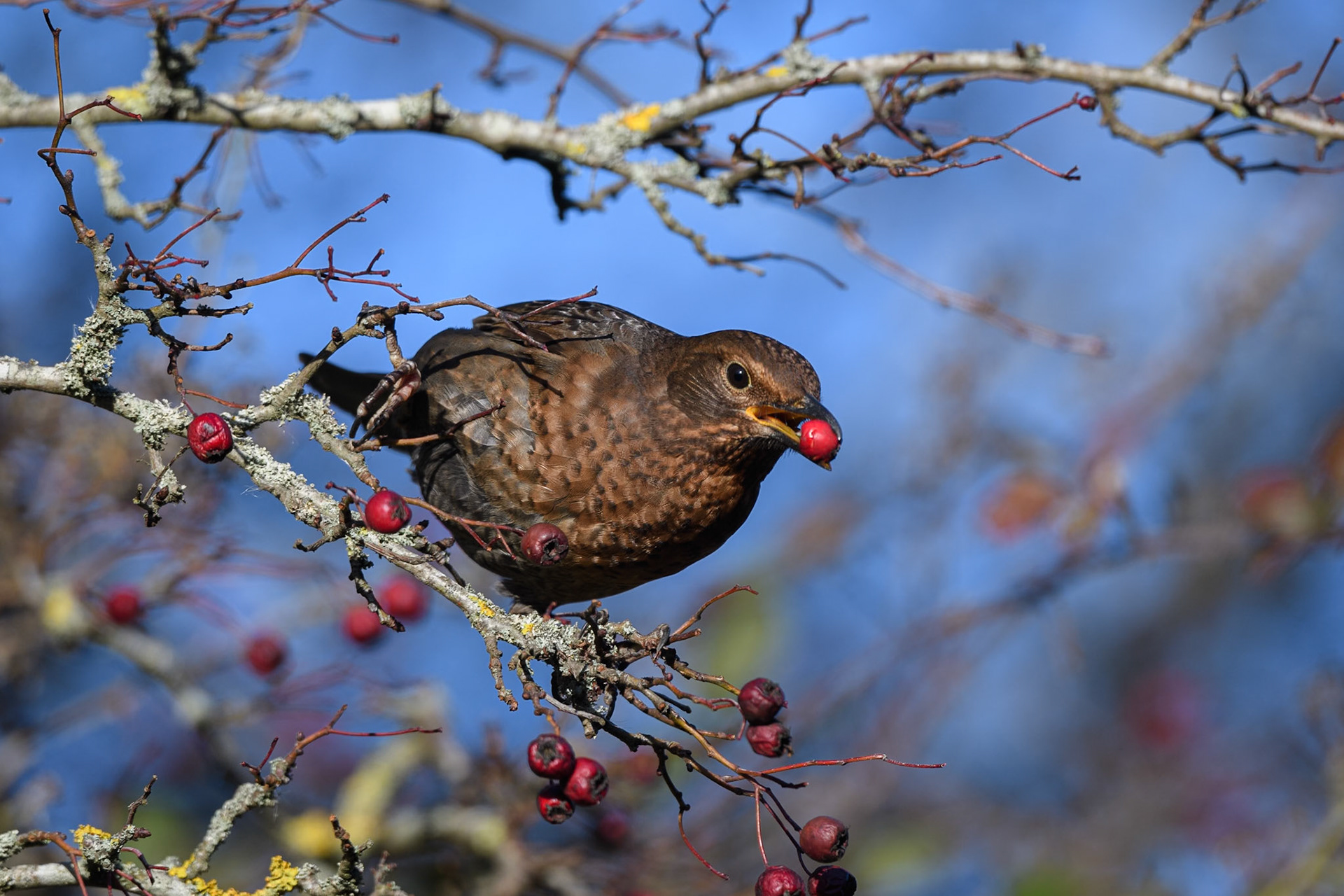 Blackbird