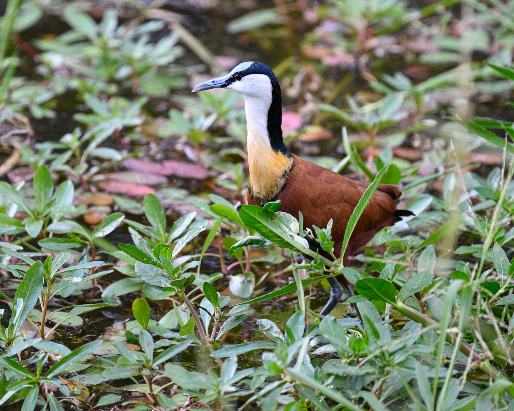 African Jacana