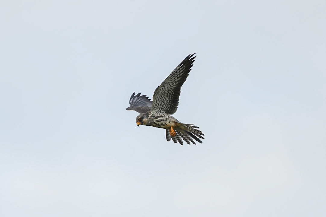 Amur Falcon